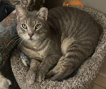 Domestic Short Hair Cats Available for Adoption - Cheeks | PetCurious