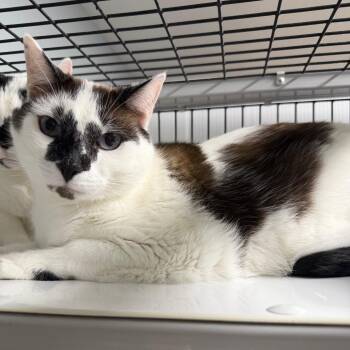 Buzz (Bonded to Woody) -  Domestic Short Hair Cat for Adoption in Waynesville, North Carolina - Buzz (Bonded To Woody) | PetCurious
