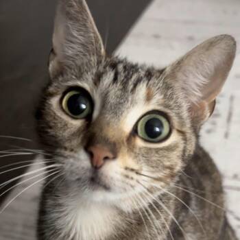 Marmalade is the friendliest young kitty we know -  Torbie Cat for Adoption in Evesham, New Jersey - Marmalade Is The Friendliest Young Kitty We Know | PetCurious