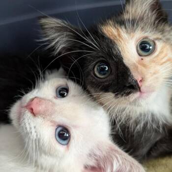 Francine -  Domestic Short Hair Cat for Adoption in Biltmore Forest, North Carolina - Francine | PetCurious