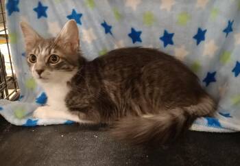 Little Man -  Maine Coon and Domestic Medium Hair Cat for Adoption in Yorba Linda, California - Little Man | PetCurious