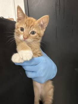 Domestic Short Hair Cats Available for Adoption in San Bernardino, California - SIMBA | PetCurious