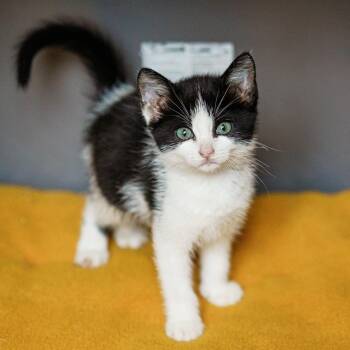 Tuxedo and American Shorthair Cats Available for Adoption in Lampasas, Texas - Mabel | PetCurious