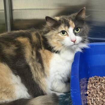 Primrose -  Domestic Medium Hair Cat for Adoption in Falls Church, Virginia - Primrose | PetCurious