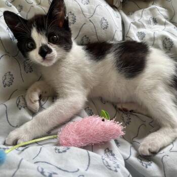 BOBBI -  Domestic Short Hair Cat for Adoption in Richmond, California - BOBBI | PetCurious