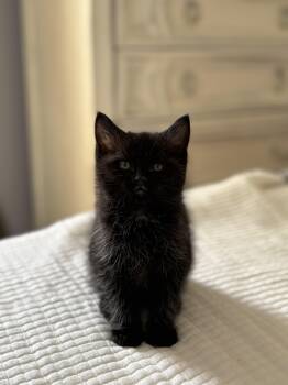 Rescue Domestic Short Hair Cats for Adoption in Charlotte, North Carolina - Sprout | PetCurious