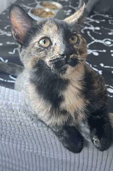 Rescue Domestic Short Hair Cats for Adoption in Chicago, Illinois - Freya(Luna) | PetCurious