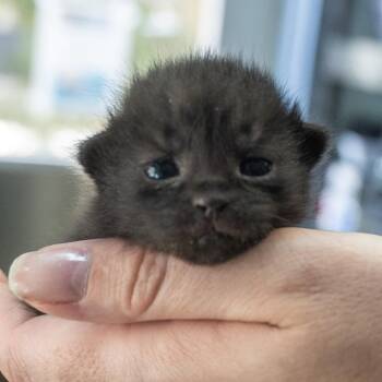 Domestic Short Hair Cats Available for Adoption in Asheville, North Carolina - Kim | PetCurious