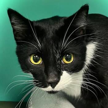 Rescue Domestic Short Hair Cats for Adoption in Owosso, Michigan - Smudge | PetCurious