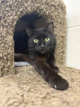 Ember -  Domestic Short Hair Cat for Adoption in Valparaiso, Indiana - Ember | PetCurious