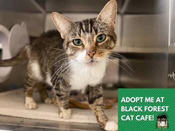 Rescue Domestic Short Hair Cats for Adoption in Fort Wayne, Indiana - GIZMO | PetCurious