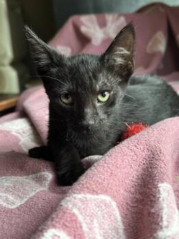 Cosmo -  Domestic Short Hair Cat for Adoption in Little Rock, Arkansas - Cosmo | PetCurious