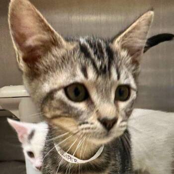 Gulper -  Domestic Short Hair Cat for Adoption in Walnut Creek, California - Gulper | PetCurious