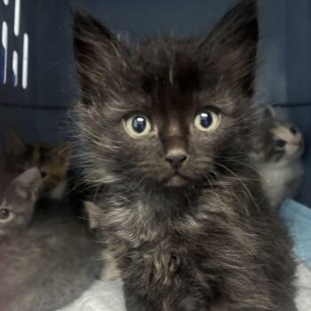Batsy -  Domestic Long Hair Cat for Adoption in Riverside, California - Batsy | PetCurious