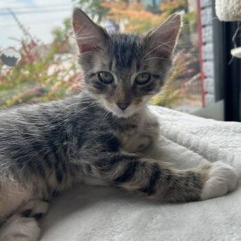 Wafer 26-072 -  Domestic Medium Hair Cat for Adoption in Little Rock, Arkansas - Wafer 26-072 | PetCurious