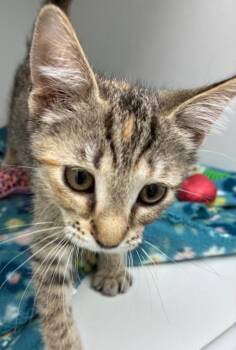 Salsa -  Domestic Short Hair Cat for Adoption in Hartsville, South Carolina - Salsa | PetCurious