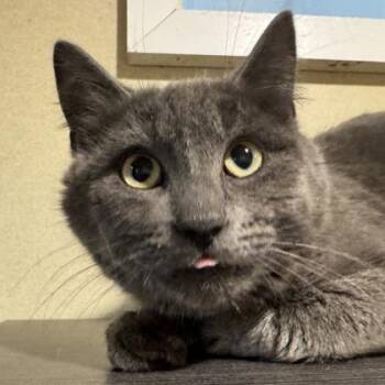 Peter Murphy -  Domestic Short Hair Cat Available for Adoption in Dubuque, Iowa - Peter Murphy | PetCurious