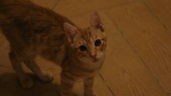 Rescue Egyptian Mau Cats for Adoption in Brampton, Ontario - Nosa & Nala | PetCurious