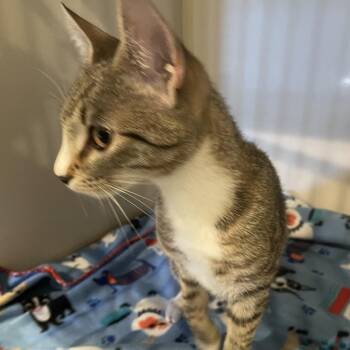 Domestic Short Hair Cats Available for Adoption - Sena | PetCurious