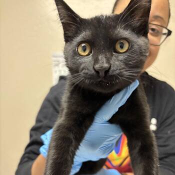 Domestic Short Hair Cats Available for Adoption in Tempe, Arizona - Eris | PetCurious