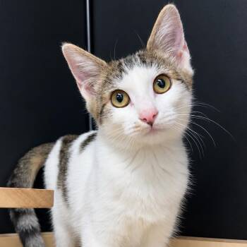 Nova -  Domestic Short Hair Cat for Adoption in Escondido, California - Nova | PetCurious