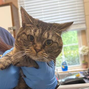 Domestic Short Hair Cats Available for Adoption in Troy, Virginia - Poppy (Bells) | PetCurious