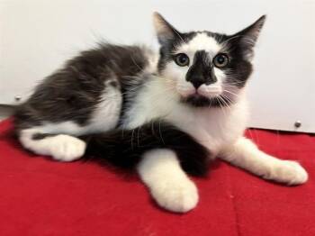 YO BRO -  Domestic Medium Hair Cat for Adoption in Sacramento, California - YO BRO | PetCurious