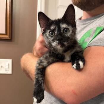 Siichi -  Manx and Domestic Short Hair Cat Available for Adoption in Candler, North Carolina - Siichi | PetCurious