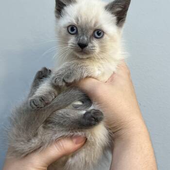 Rescue Siamese Cats for Adoption in Greensboro, North Carolina - Alice | PetCurious