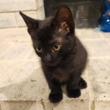 Xi Gull -  Domestic Short Hair Cat for Adoption in Cumming, Georgia - Xi Gull | PetCurious