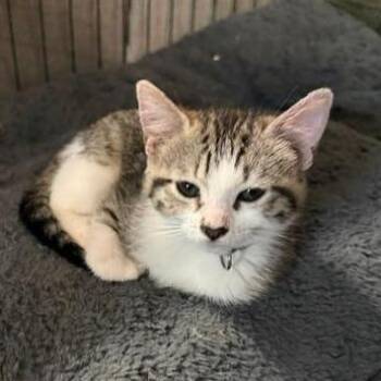 Sundae -  Domestic Short Hair Cat for Adoption in San Antonio, Texas - Sundae | PetCurious