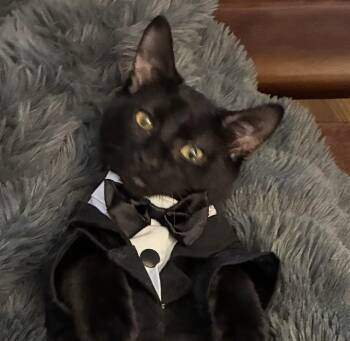Pistol -  Domestic Short Hair Cat for Adoption in Charlotte, North Carolina - Pistol | PetCurious