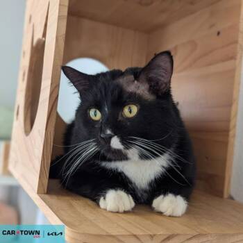 Domestic Short Hair Cats Available for Adoption - Jrr Tolkitten | PetCurious