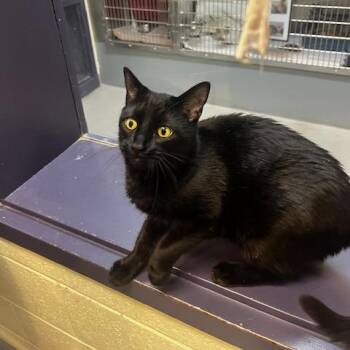 Domestic Short Hair Cats Available for Adoption - Jungle Gym | PetCurious