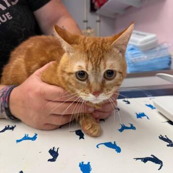 Munchkin and Domestic Short Hair Cats Available for Adoption in Port Richey, Florida - Peter | PetCurious