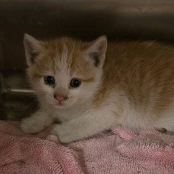 Domestic Short Hair Cats Available for Adoption in Council Bluffs, Iowa - Ingrid | PetCurious