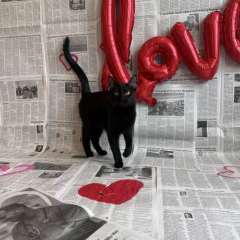 Domestic Short Hair Cats Available for Adoption - Bella Noche | PetCurious