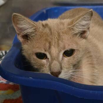 Casper -  Domestic Short Hair Cat for Adoption in Baltimore, Maryland - Casper | PetCurious