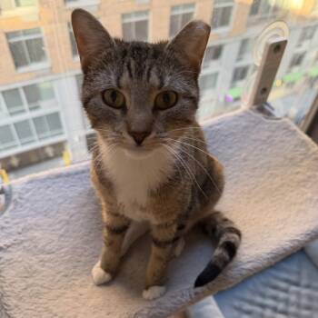 Domestic Short Hair Cats Available for Adoption in Weehawken Township, New Jersey - Nube | PetCurious