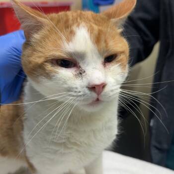 Domestic Medium Hair Cats Available for Adoption in Lakewood, Colorado - Asparagus | PetCurious