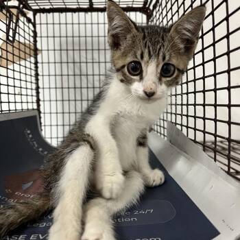 Cheetah -  Domestic Short Hair Cat for Adoption in Edinburg, Texas - Cheetah | PetCurious