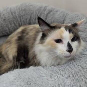Rescue Calico Cats for Adoption in Green Valley, Arizona - Caramelo--Adoptable With Bonded Companion, Milo | PetCurious