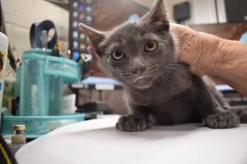 Grayling -  Domestic Short Hair Cat for Adoption in Pahrump, Nevada - Grayling | PetCurious