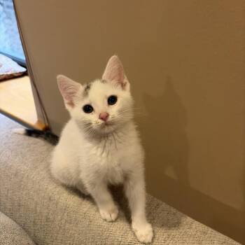 Domestic Short Hair Cats Available for Adoption in Chicago, Illinois - Juno | PetCurious