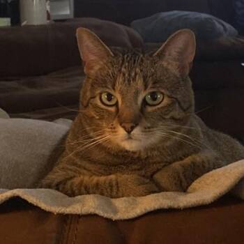 Gizmo -  Domestic Short Hair Cat for Adoption in Dubuque, Iowa - Gizmo | PetCurious