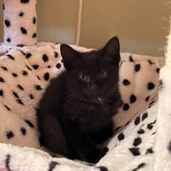 Bengi -  Domestic Short Hair Cat for Adoption in Bristol, Indiana - Bengi | PetCurious