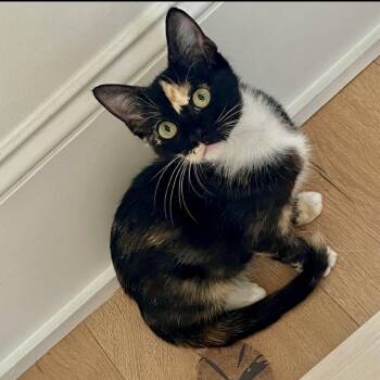 Pepsi -  American Shorthair Cat for Adoption in Houston, Texas - Pepsi | PetCurious