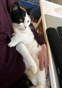 Ham -  Domestic Short Hair Cat Available for Adoption in Portland, Oregon - Ham | PetCurious