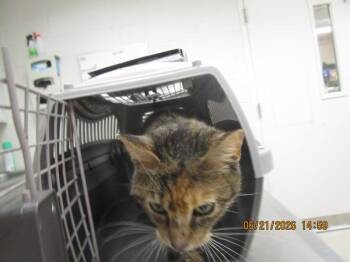 Ember(644) -  Domestic Short Hair Cat for Adoption in Marietta, Georgia - Ember(644) | PetCurious