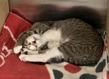 Rescue Domestic Short Hair Cats for Adoption in Palmetto, Florida - Mario | PetCurious